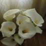 Flowers Calla Lily perennial Image 9