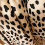 Women's Coat Leopard Print REDUCED Size 14 Image 3