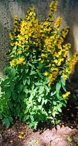 Three Loosestrife Plants