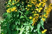 Three Loosestrife Plants
