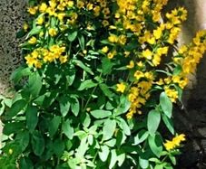 Three Loosestrife Plants