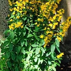 Three Loosestrife Plants