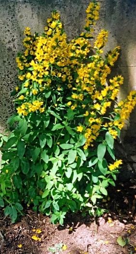 Three Loosestrife Plants
