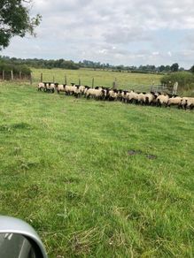 Ewe Hoggets
