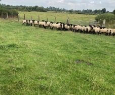 Ewe Hoggets