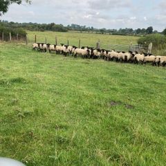 Ewe Hoggets