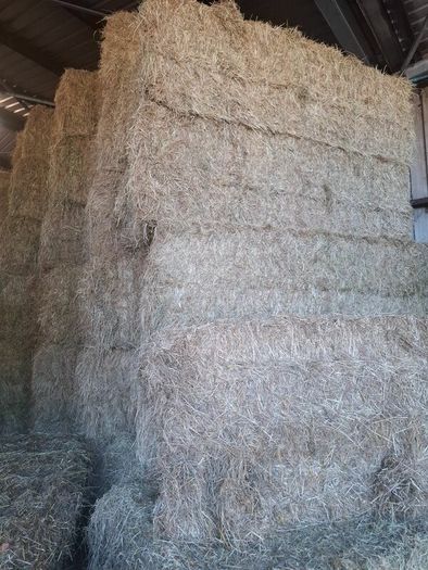 2026 Hay