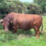 Dexter Cattle Image 7