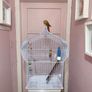 Bird Cage Image 3