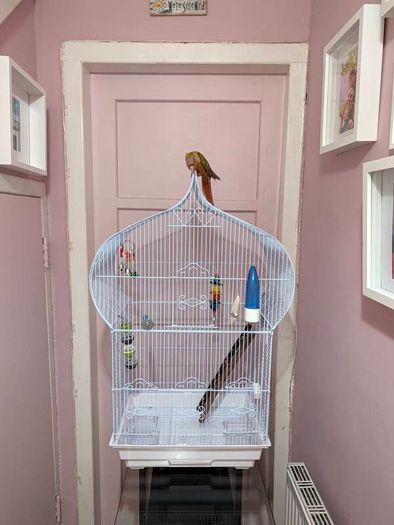 Bird Cage
