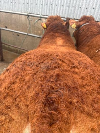 1 Pedigree limousin bull