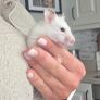 3 months old Syrian Hamster Image 4