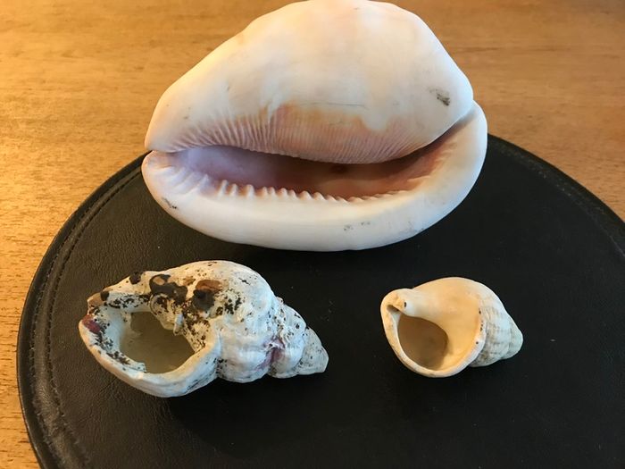 Three Vintage Sea Shells
