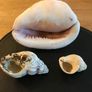 Three Vintage Sea Shells Image 2