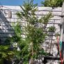 trees Image 3