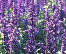 (S) Mealy Cup Sage Blue Victory seeds 0.1g (414048)