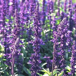 (S) Mealy Cup Sage Blue Victory seeds 0.1g (414048)