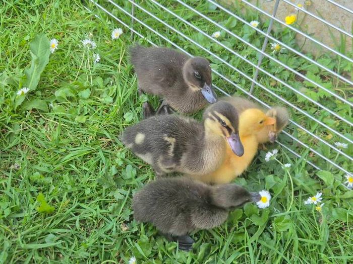 ducklings