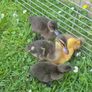 ducklings Image 3
