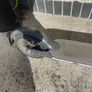Electric scooter Image 9