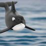Schleich Baby Orca Animal Figure Image 3
