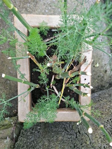 flower pot