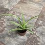 SpiderPlants - multiple sizes available! Image 4