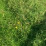 Silage bales Image 8