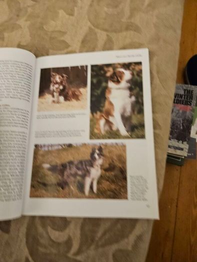 Training Border Collies. By Barbara Sykes's Large Volume Paperback In Good Condition.  See Photos For Same.