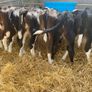 Strong Hereford & Aa Heifers Image 3