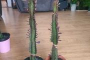 African Milk tree/Euphorbia Succulent House Plant