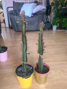African Milk tree/Euphorbia Succulent House Plant