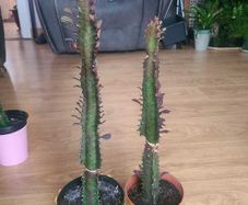 African Milk tree/Euphorbia Succulent House Plant