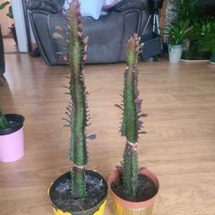 African Milk tree/Euphorbia Succulent House Plant