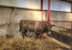 Shorthorn bull registered 5star