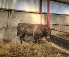 Shorthorn bull registered 5star