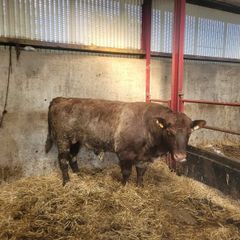 Shorthorn bull registered 5star