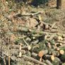 pine tree wood Image 3
