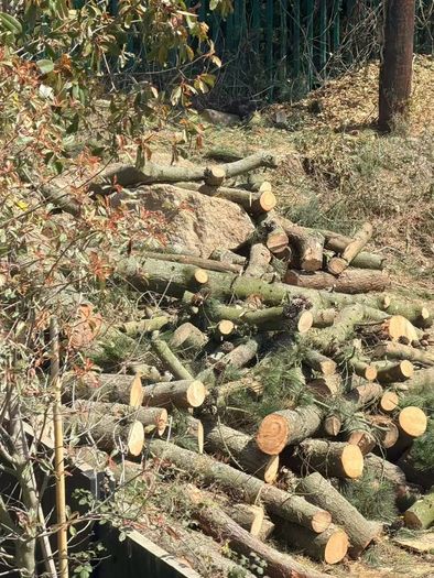pine tree wood