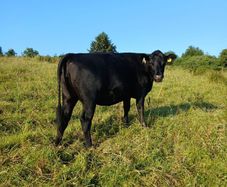 In calf heifers