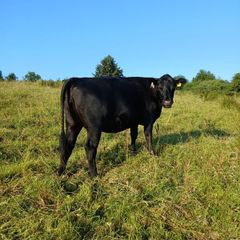 In calf heifers