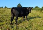 In calf heifers