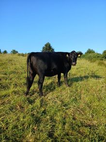 In calf heifers