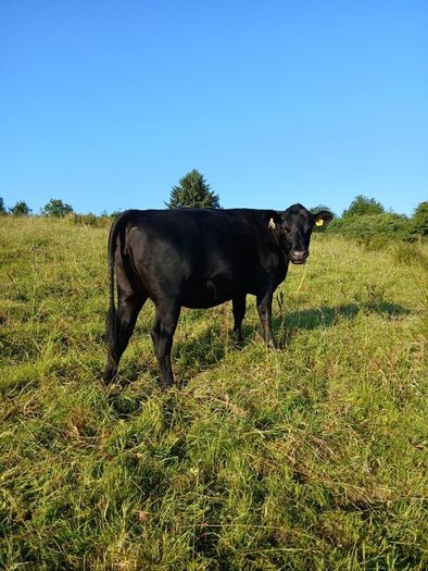 In calf heifers