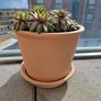 Succulent plant Image 3