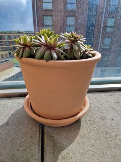 Succulent plant