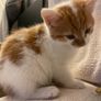 Kittens for adoption Image 4
