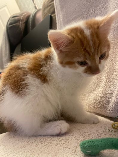 Kittens for adoption