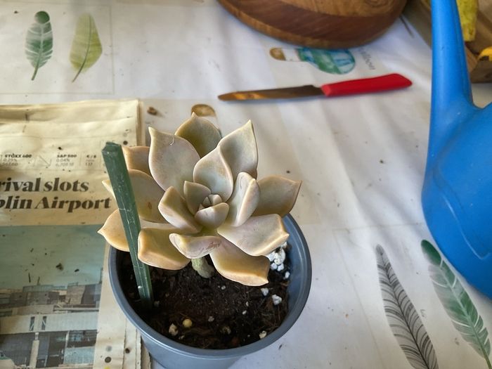 plant &trees succulent