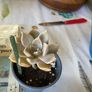 plant &trees succulent Image 5